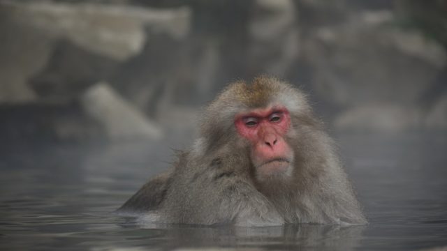 猿が温泉に入っている