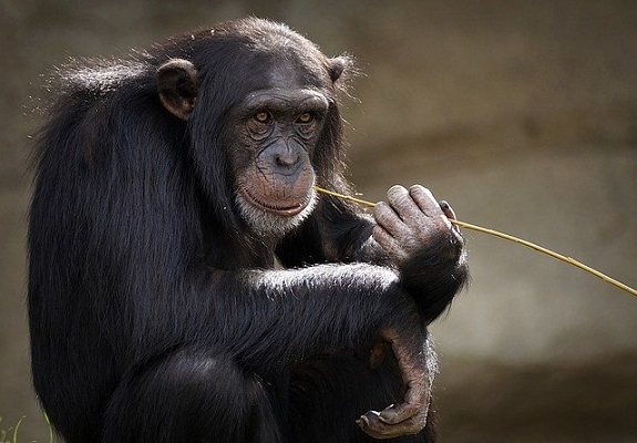 猿、チンパンジー