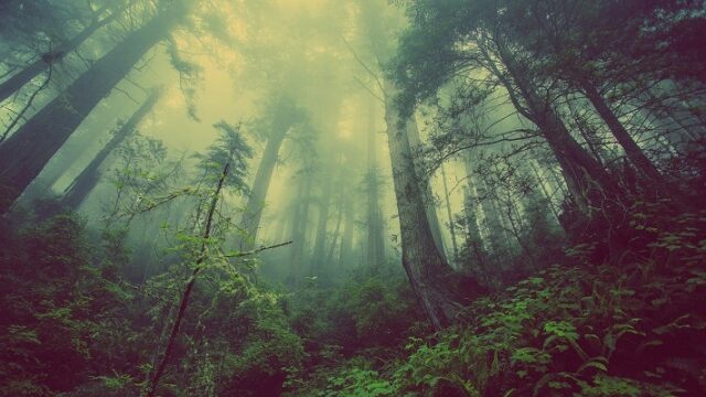 異世界の森