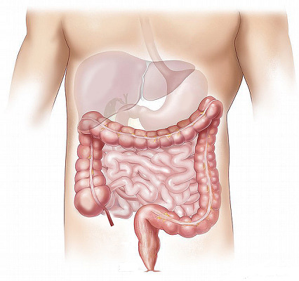 小腸大腸