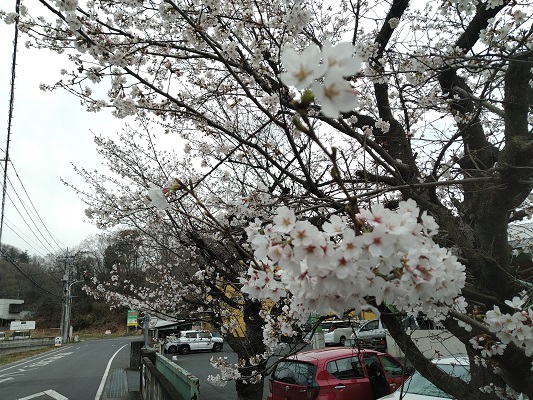桜が咲いていた