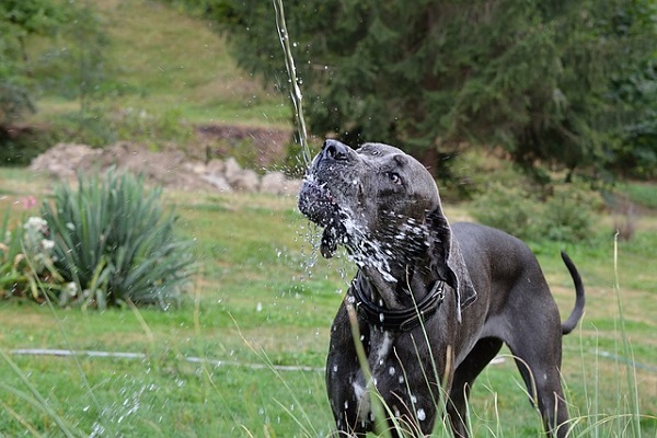 飲み水、犬