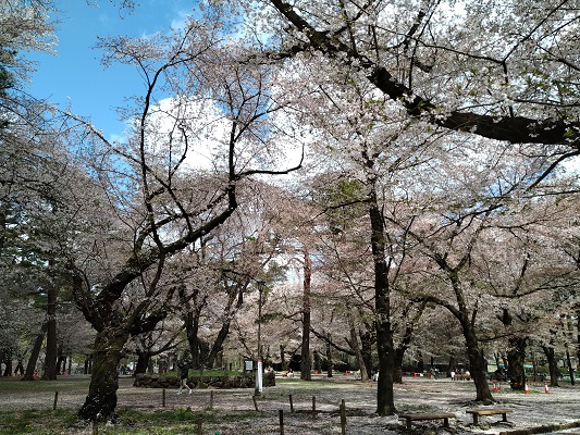 桜、まだまだ咲いてます