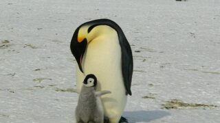 暖を取るペンギン