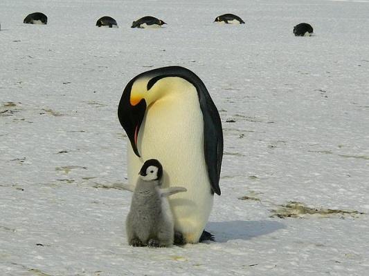 暖を取るペンギン