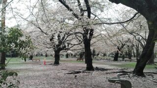 散り始めた桜
